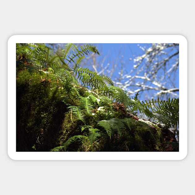 snowy Oregon ferns in trees Sticker by DlmtleArt